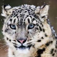 二次元の芝士雪豹