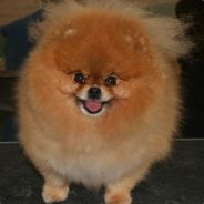 clsh - steam id 76561197971039546