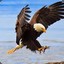 DeadlyEagle1160