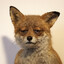 Foxworthey