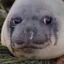 Sad Seal