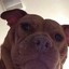 ScrappyxDoo's avatar