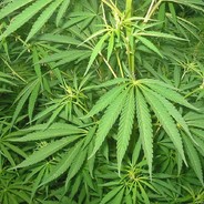 GanjaBoy:*