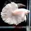 FIGHTING FISH