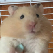 我叫鼠鼠很高兴认识你