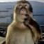 Macaco