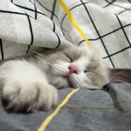 布団中出たくない