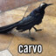 Sarrada de Corvo