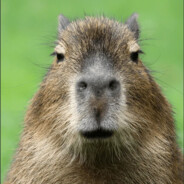 capybara
