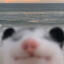 goochsniffer