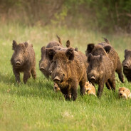 38 Feral Hogs
