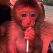 MonkeyHub