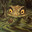 The Gitrog
