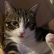 ElGato - steam id 76561198293219861