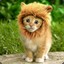 Lion ツ