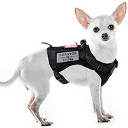 Chihuahua K9 Officer