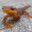 newt