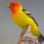 westerntanager123