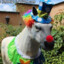 clown horse