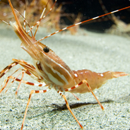 The Prancing Prawn
