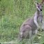 The Wallaby