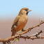 Sociable Weaver