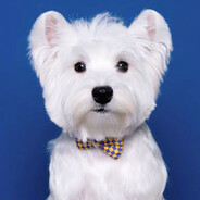 AAA迈阿密批发狗哥