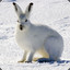 a disgruntled arctic hare