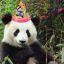 Party Pandas