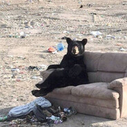 avid midwest emo listener