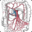 Superior Mesenteric artery