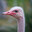 dumb ostrich