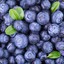 Alaskan Blueberries