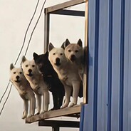 我是猴子请来的逗逼