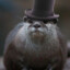 LiminalOtter