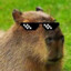 capibara