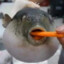 Pufferfish Eating a carrot.