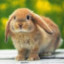 Shawn Le Lapin