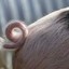 curly_bacon