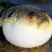 ФУГА ИЗ ХТК