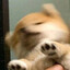 FredoGodofredo