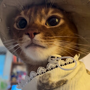 能来帮帮兔兔嘛