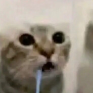 可爱的猫