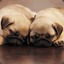 Sleeping Pugs (Sleeping Dogs)