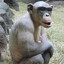 gear ape