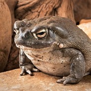Toad
