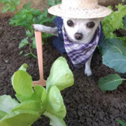 你把我的汉堡打死啦！