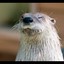 hungry_otter