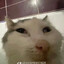 Cat on high
