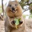 Quokka csgocases.com